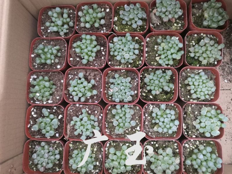 多肉植物青州基地室内盆栽美观防辐射净化空气一件代发