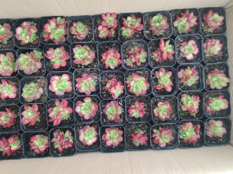 多肉植物青州基地室内盆栽美观防辐射净化空气一件代发