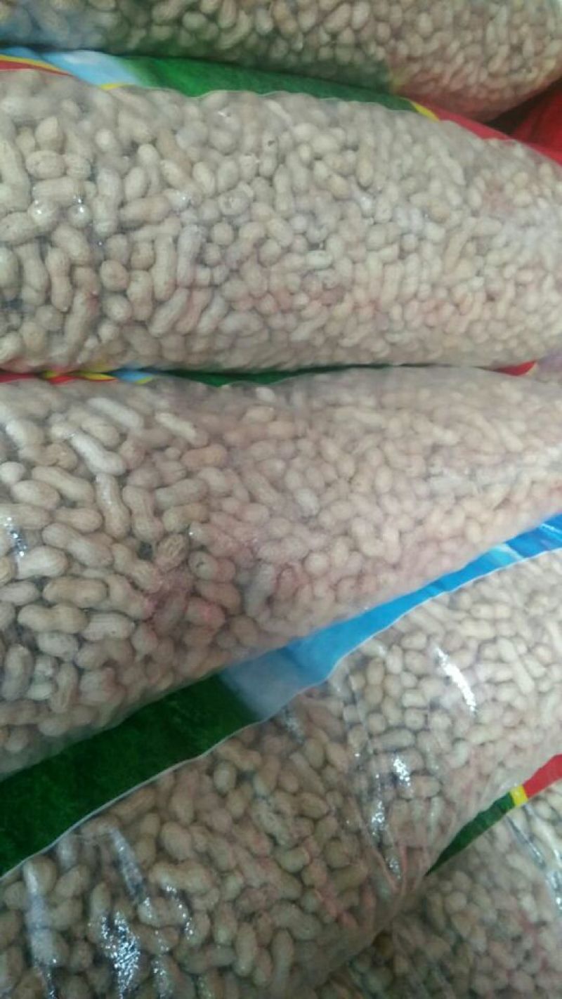 花生干货带壳精选花生果食品厂高端货