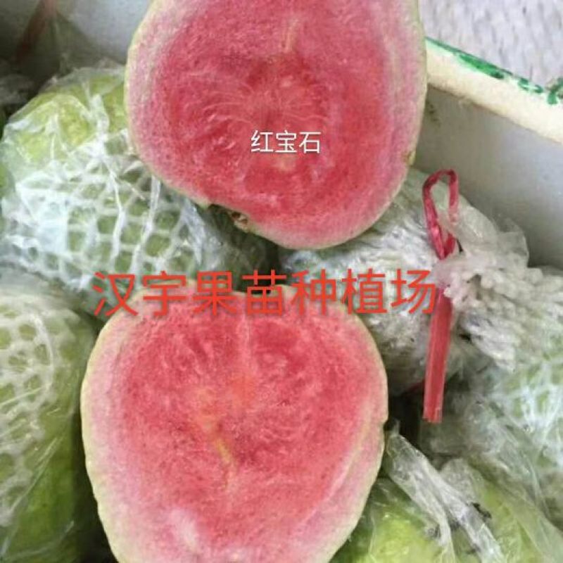 西瓜番石榴苗30~50cm