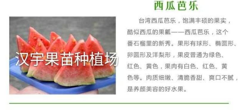 西瓜番石榴苗30~50cm