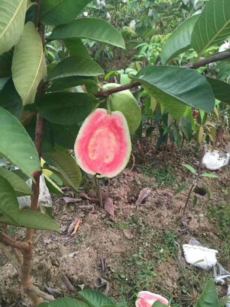 西瓜番石榴苗30~50cm