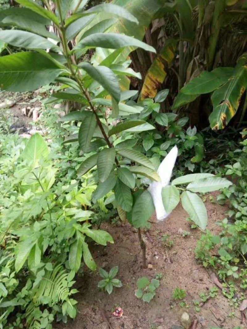 西瓜番石榴苗30~50cm