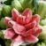 西瓜番石榴苗30~50cm