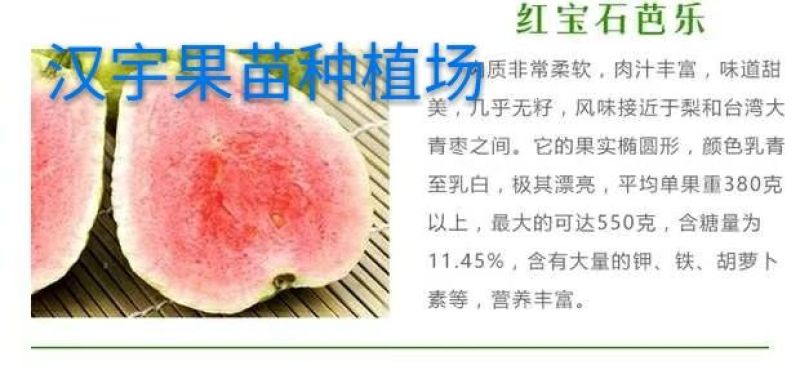 西瓜番石榴苗30~50cm