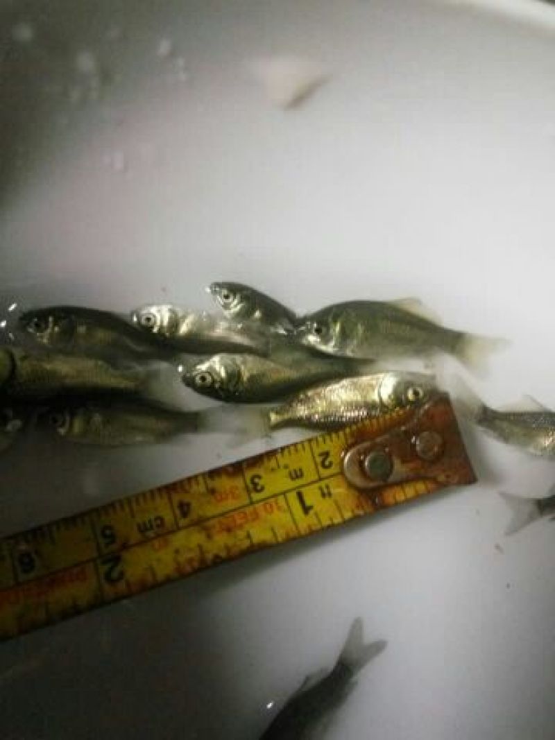 鲫鱼苗中科3号银鲫鱼苗快递包活到家