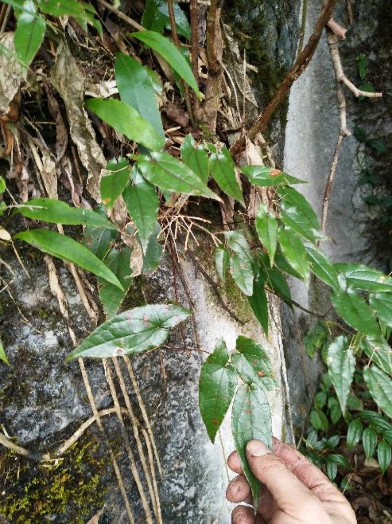 淫羊藿带头统