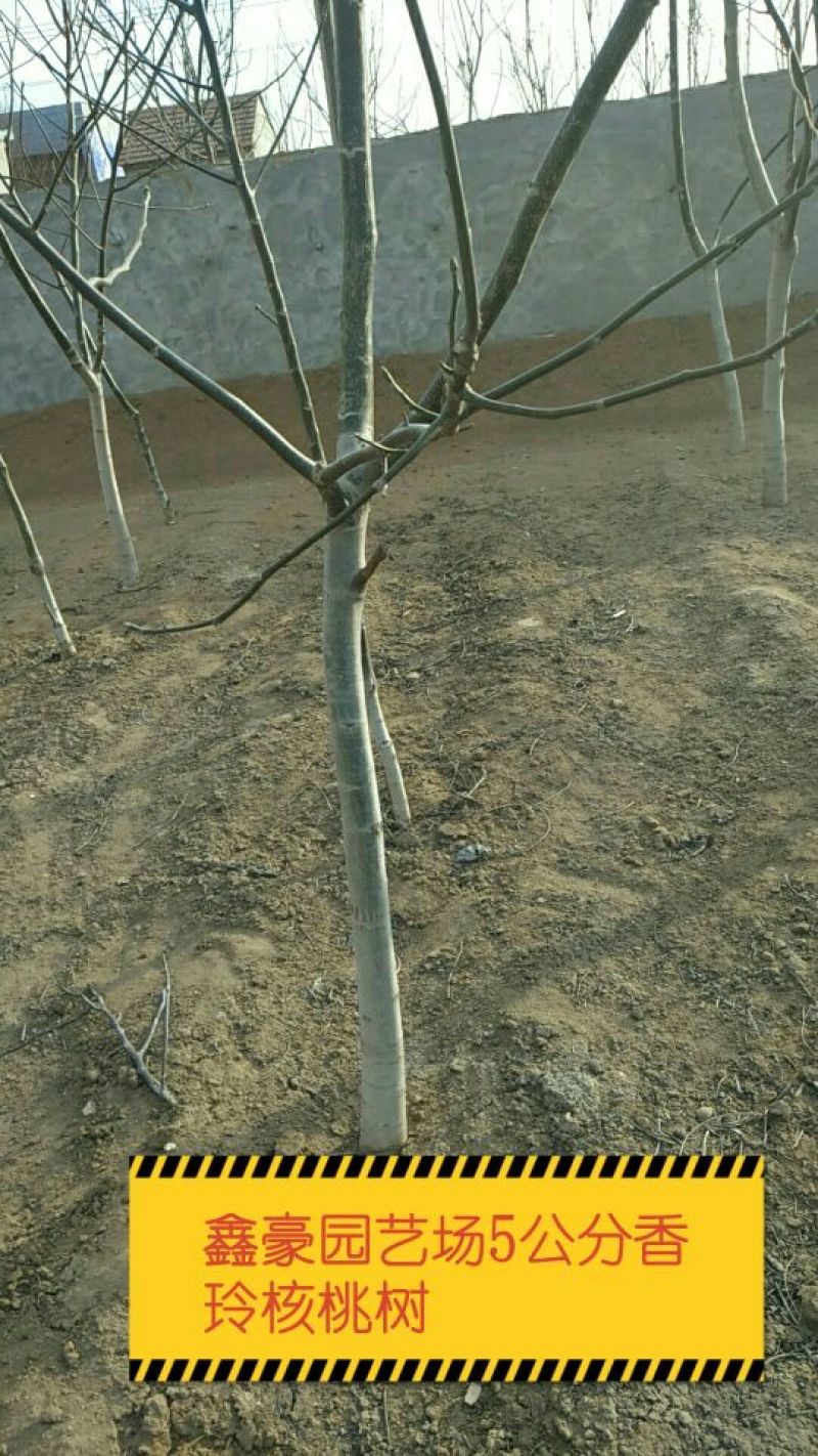 8518核桃苗3公分薄皮核桃树苗