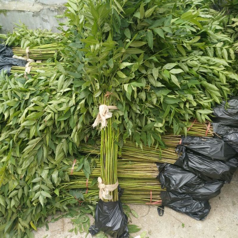 香椿苗大棚80cm以上