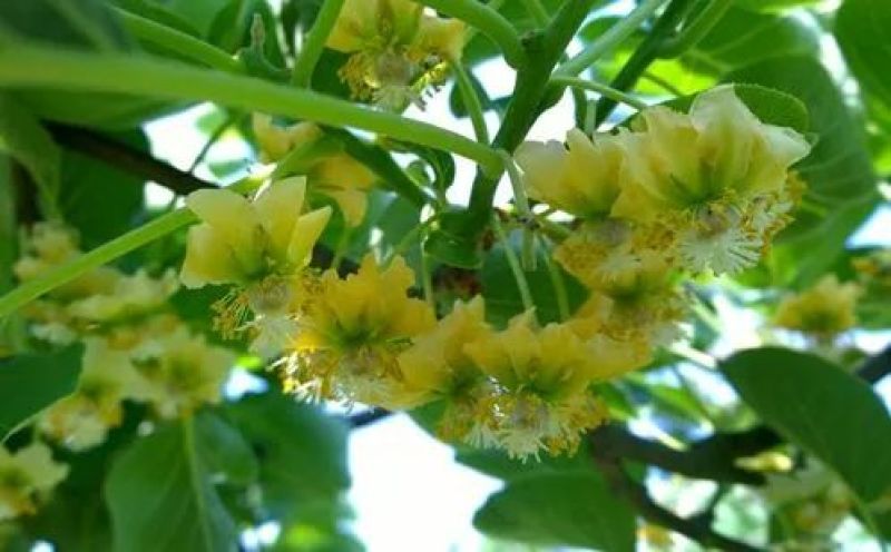 猕猴桃活性中华系毛花系软枣通用的花粉送辅料石松子粉