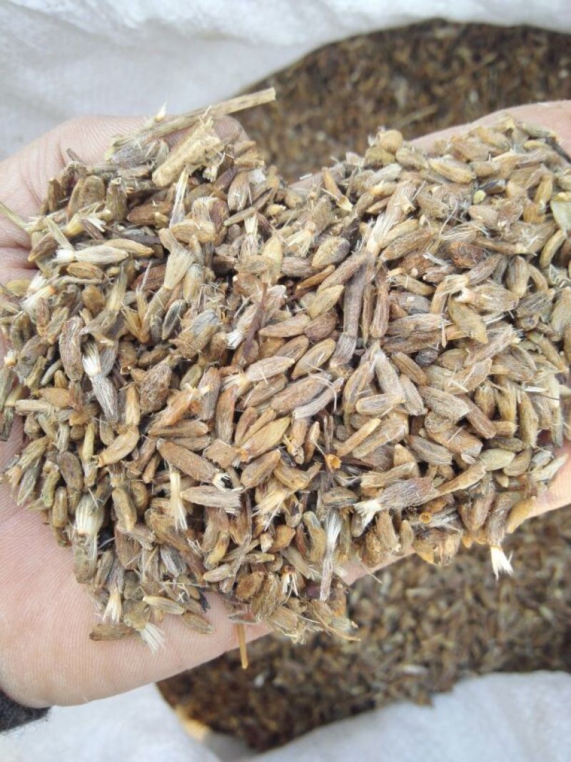 白术种子，白术种苗，免费技术指导，包回收