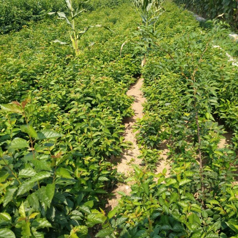 樱桃砧木大青叶砧木