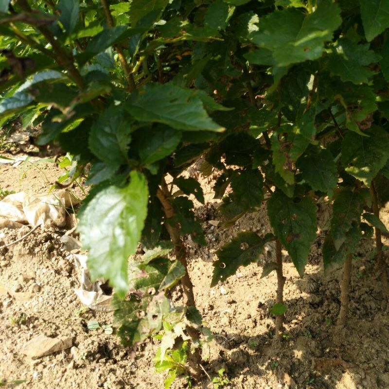 樱桃砧木大青叶砧木