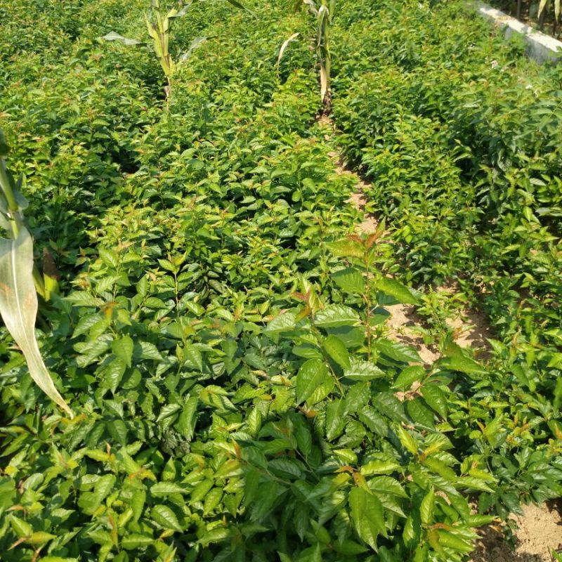 樱桃砧木大青叶砧木