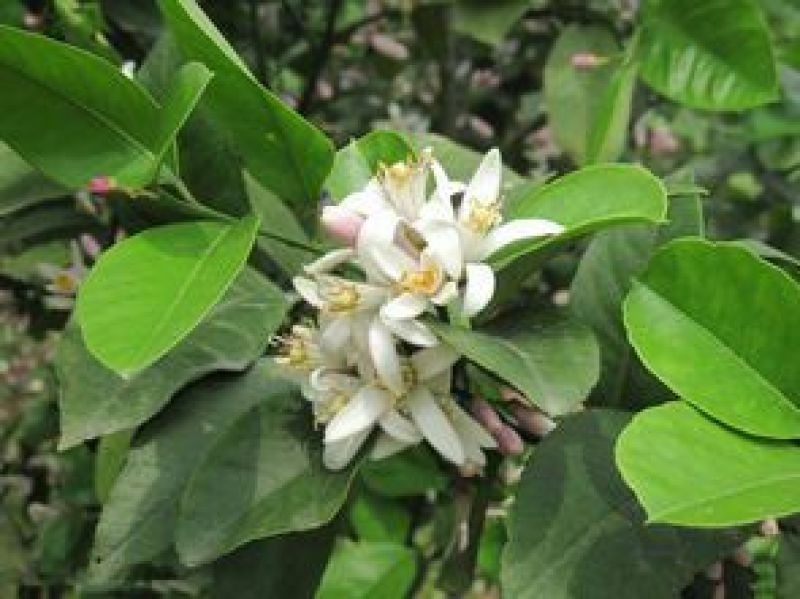 香水柠檬树苗30~50cm