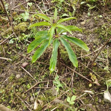 重楼苗2年至6年野生苗