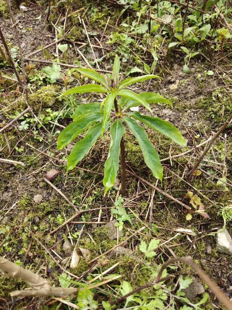 重楼苗2年至6年野生苗