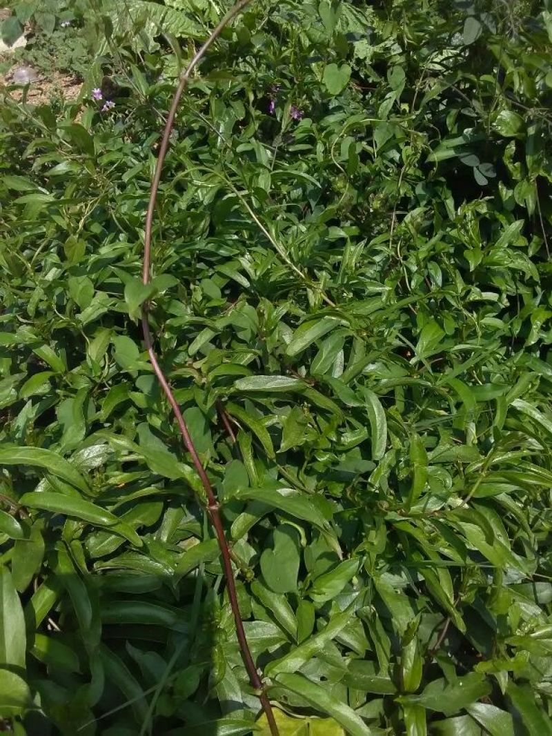 鸡屎藤全草