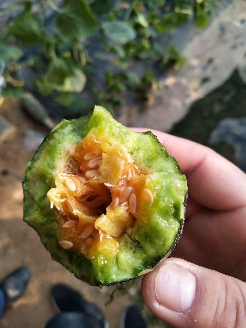 博洋9号甜瓜精品各种甜瓜产地大量供应！品种上百种