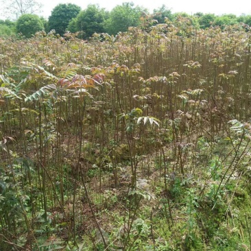 香椿30~50cm