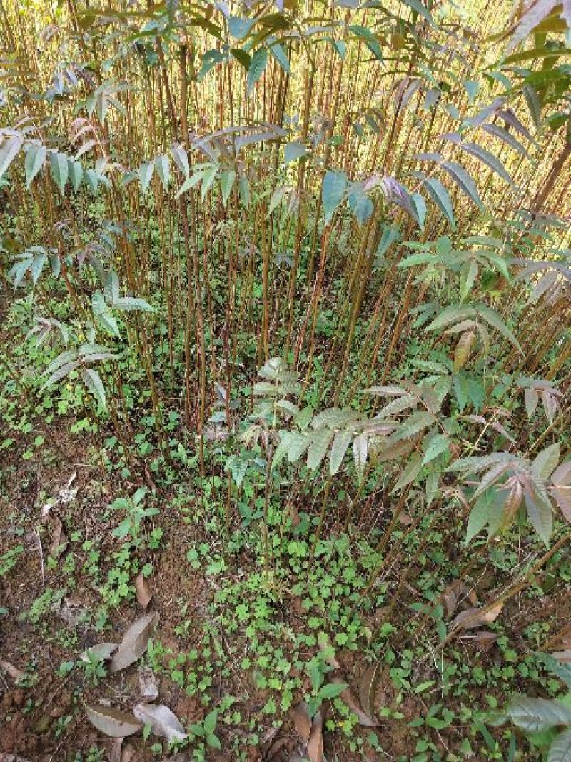 香椿30~50cm