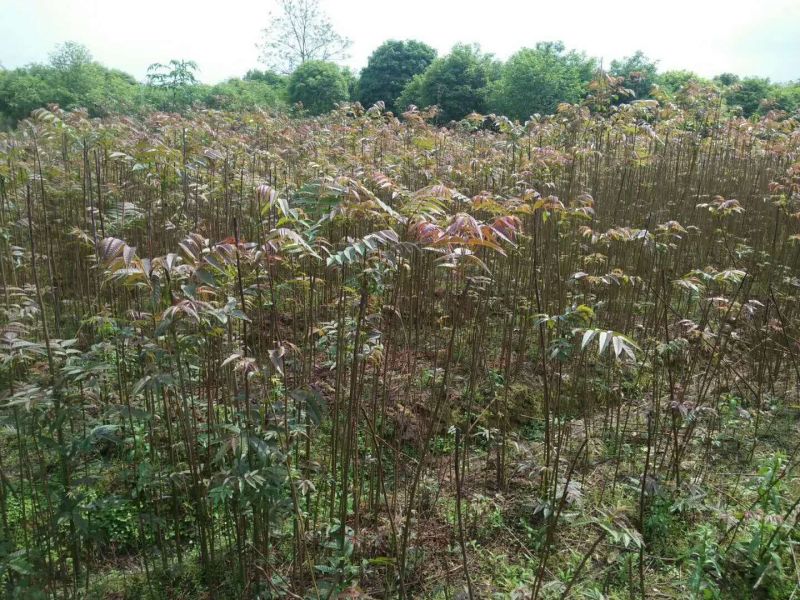香椿30~50cm