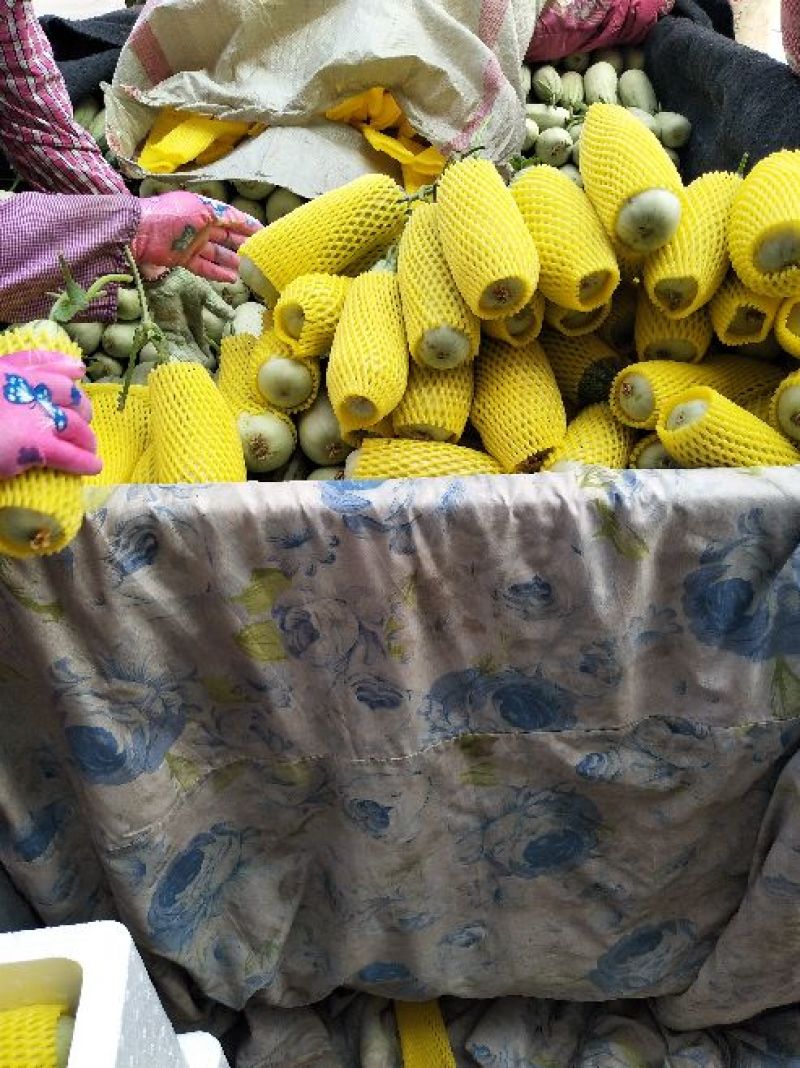 博洋61甜瓜精品香瓜哈密瓜甜瓜基地，产地直销