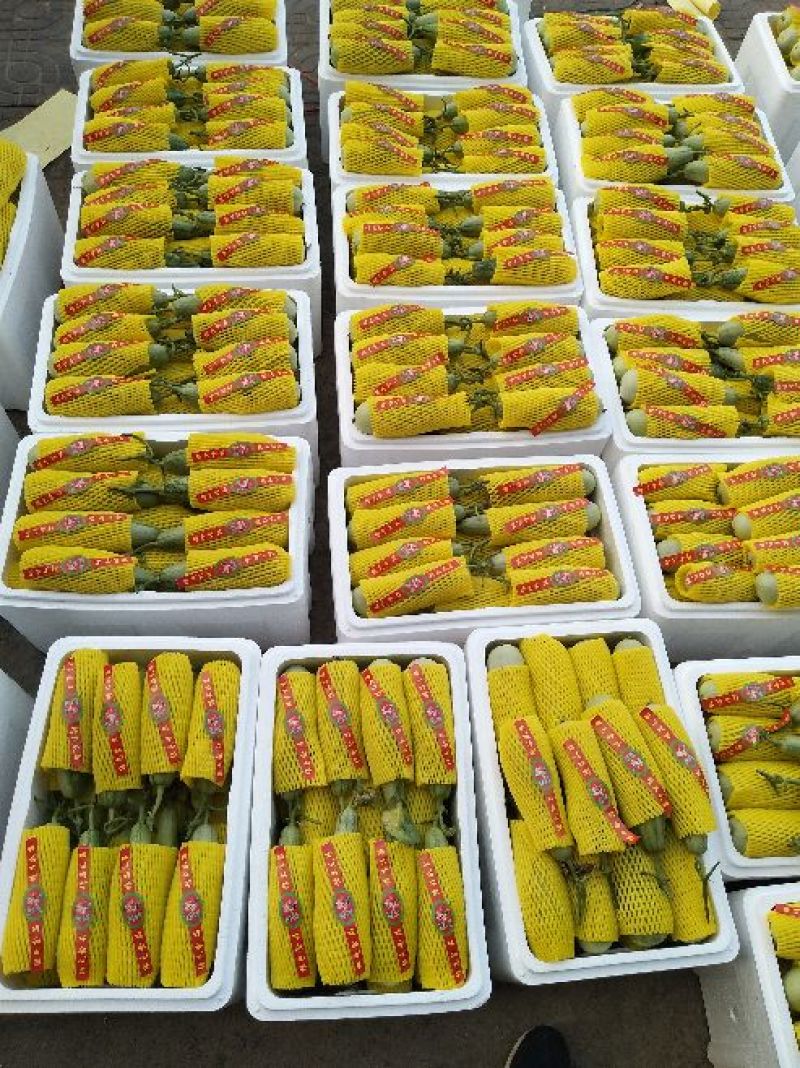 博洋61甜瓜精品香瓜哈密瓜甜瓜基地，产地直销
