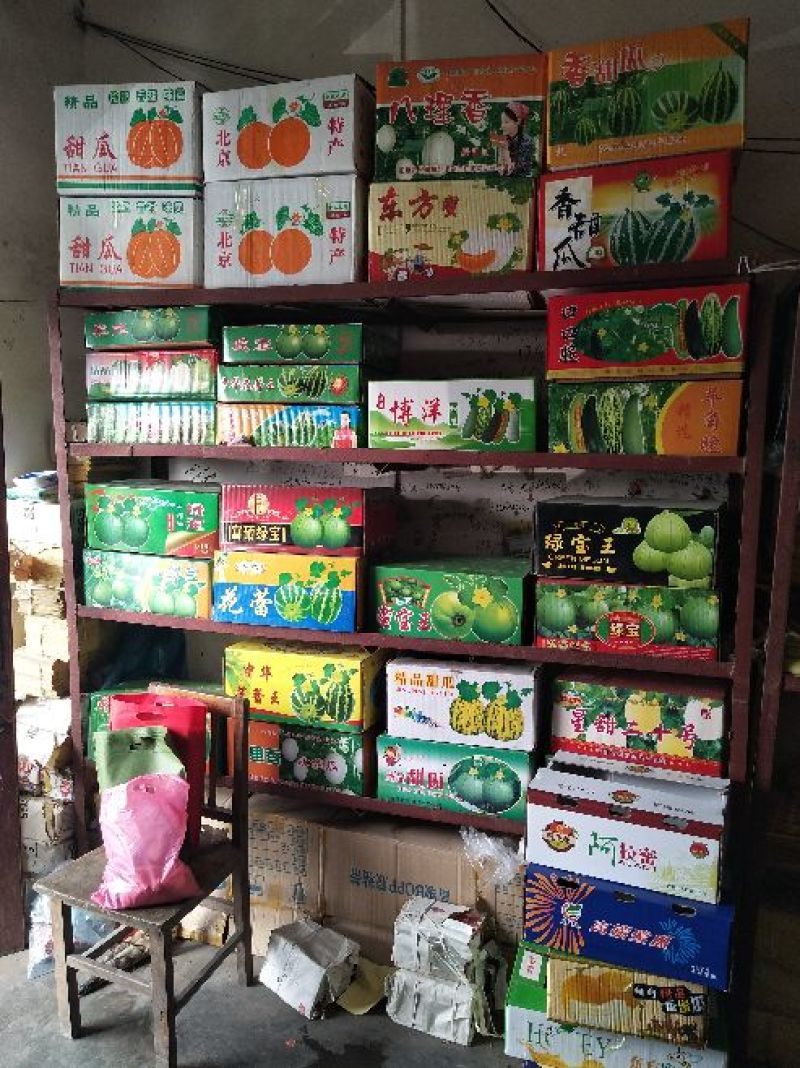 博洋61甜瓜精品香瓜哈密瓜甜瓜基地，产地直销