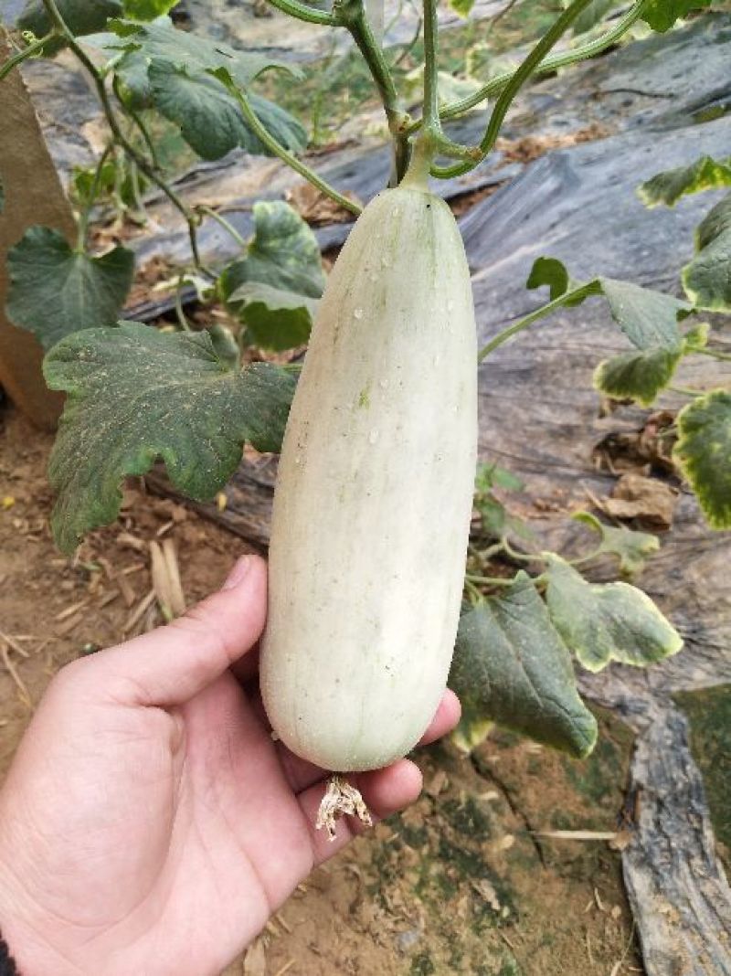 博洋61甜瓜精品香瓜哈密瓜甜瓜基地，产地直销