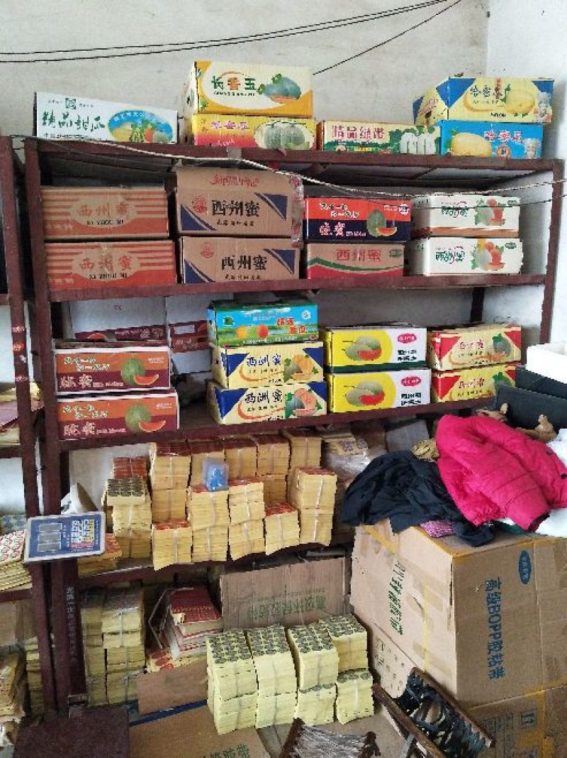 博洋61甜瓜精品香瓜哈密瓜甜瓜基地，产地直销