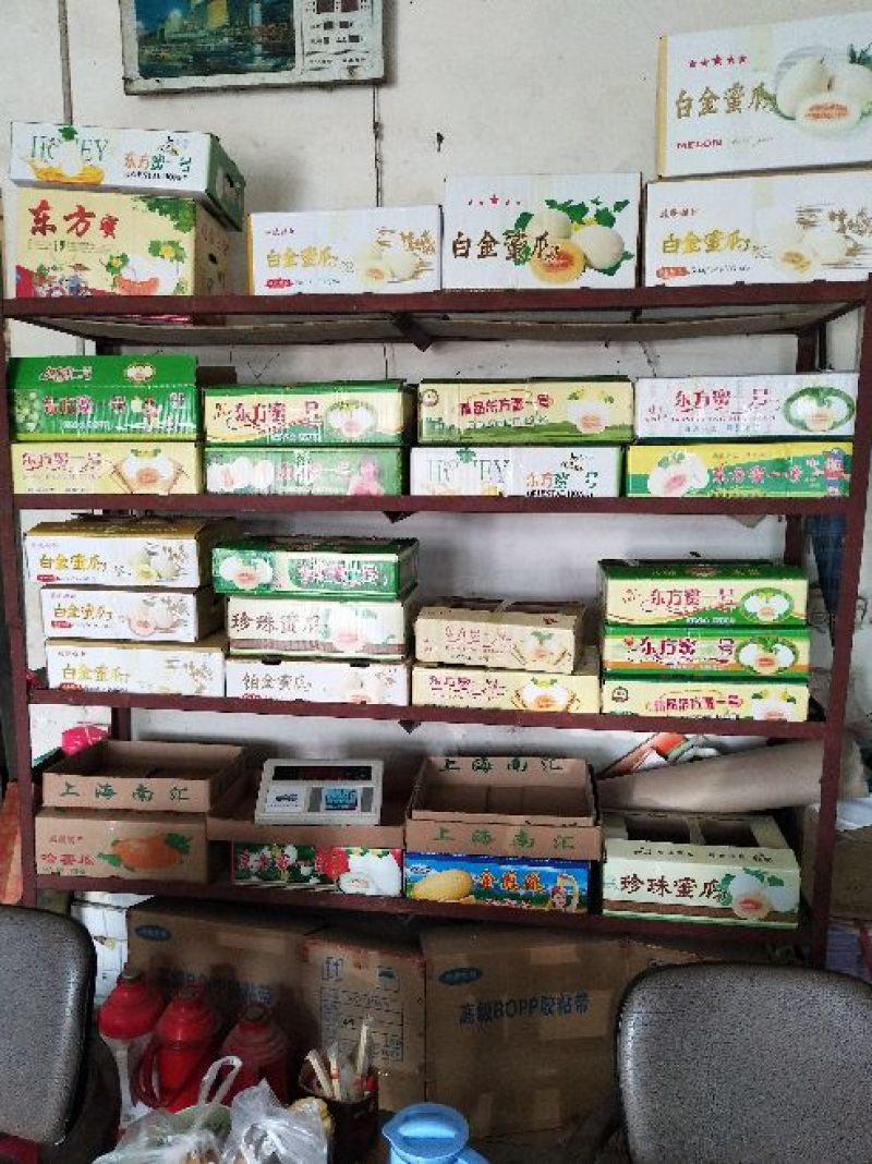 博洋61甜瓜精品香瓜哈密瓜甜瓜基地，产地直销