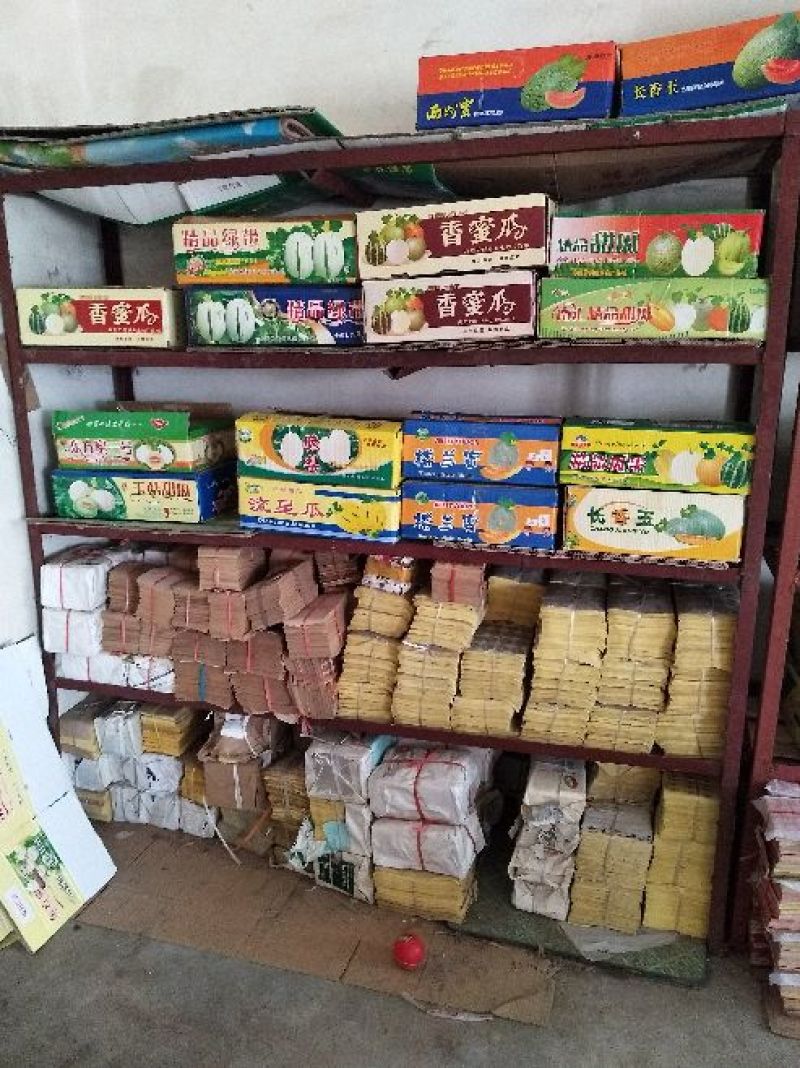 博洋61甜瓜精品香瓜哈密瓜甜瓜基地，产地直销
