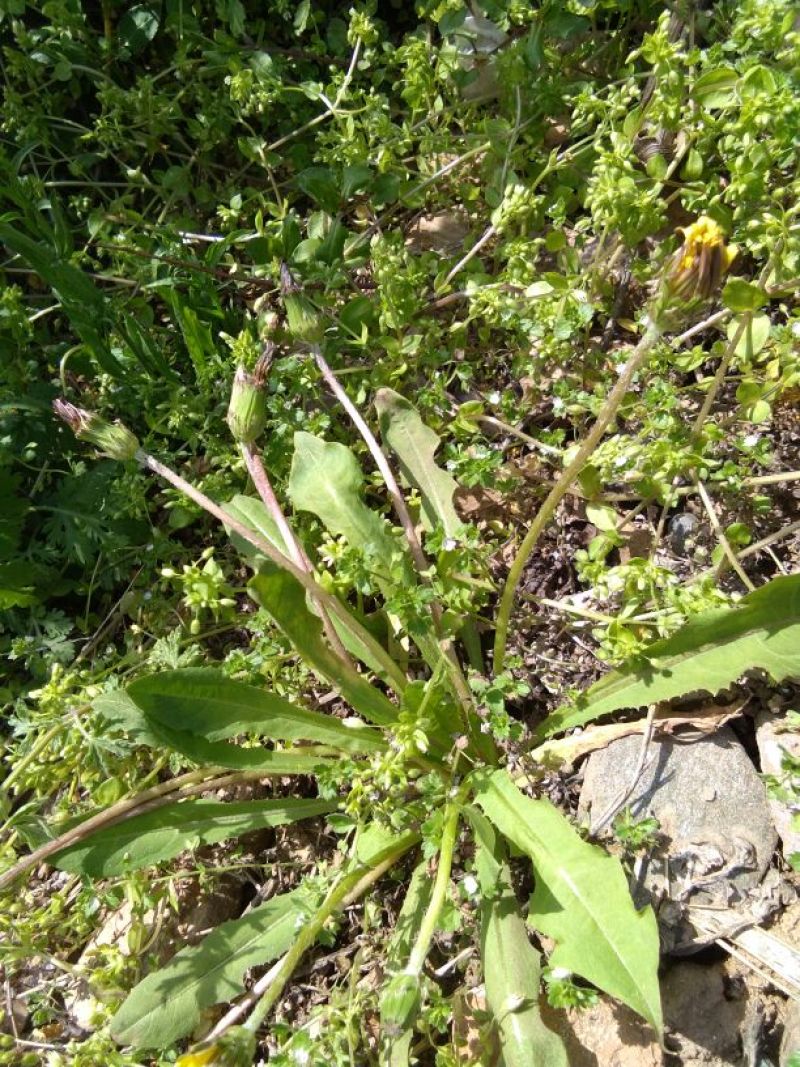 野生蒲公英