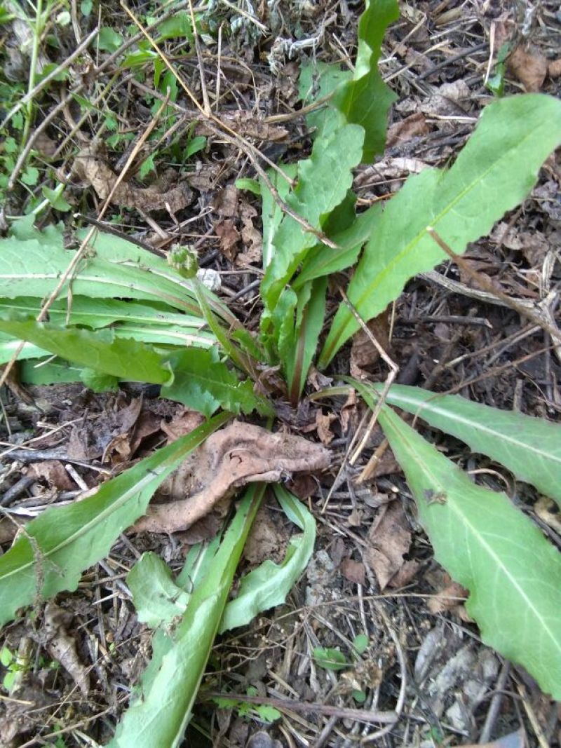野生蒲公英