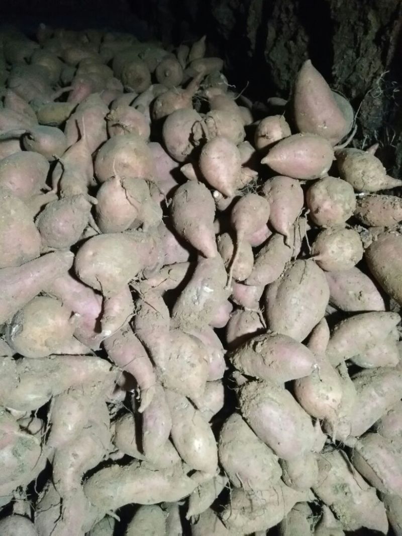 红香蕉红薯4两以上商品薯红心