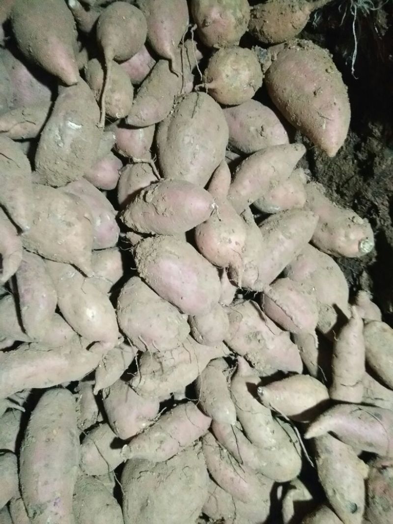红香蕉红薯4两以上商品薯红心