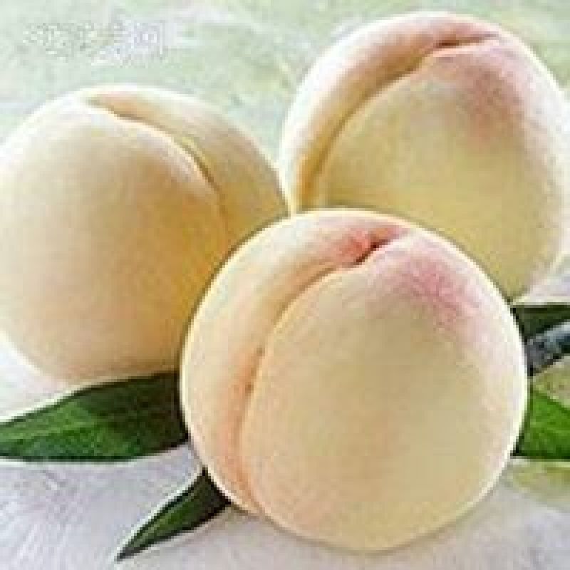 桃树苗80cm以上