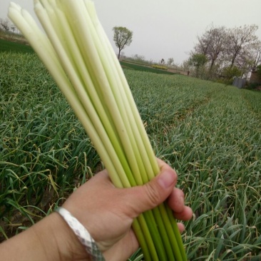 白帽蒜薹通货50~60cm
