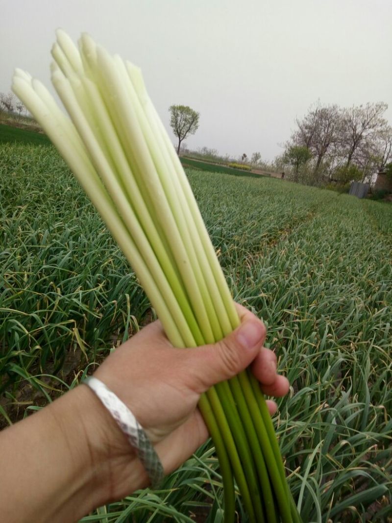白帽蒜薹通货50~60cm