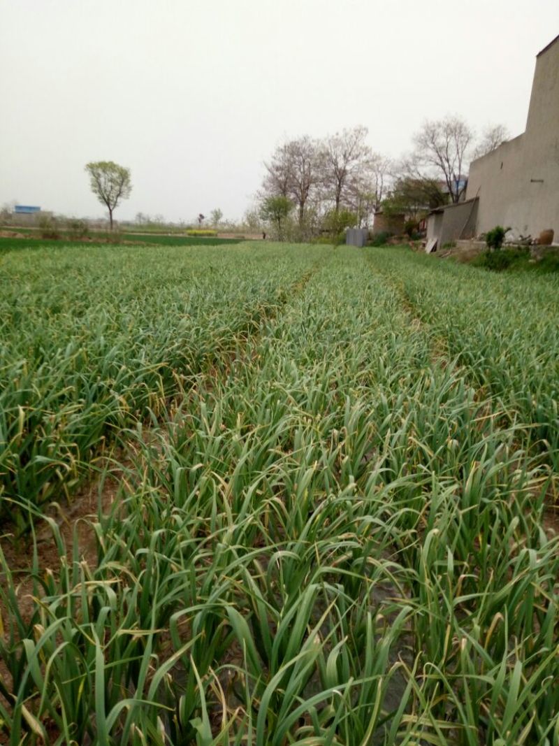 白帽蒜薹通货50~60cm