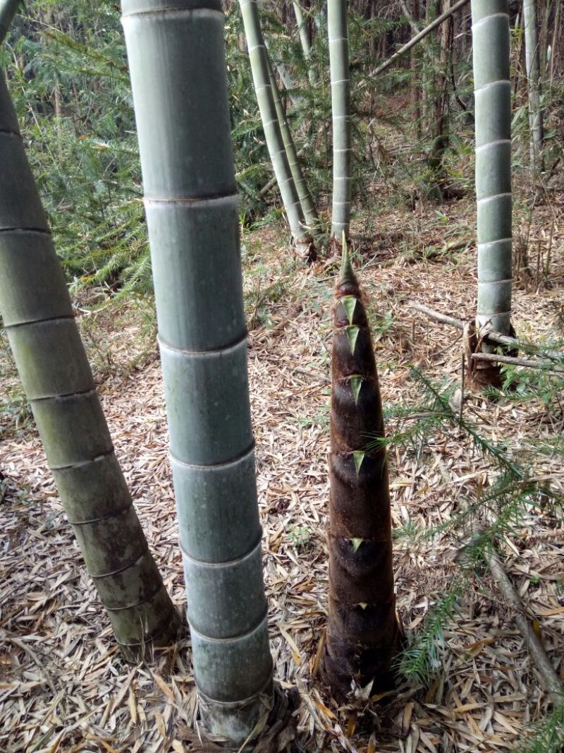 竹片