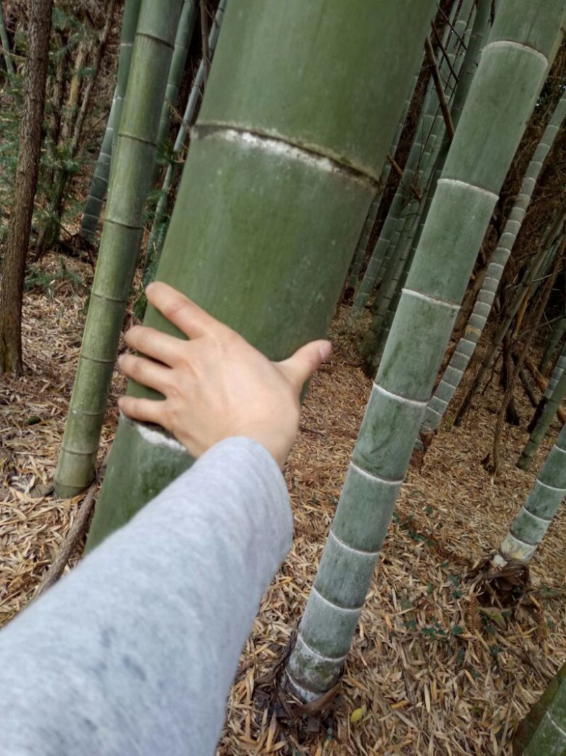 竹片