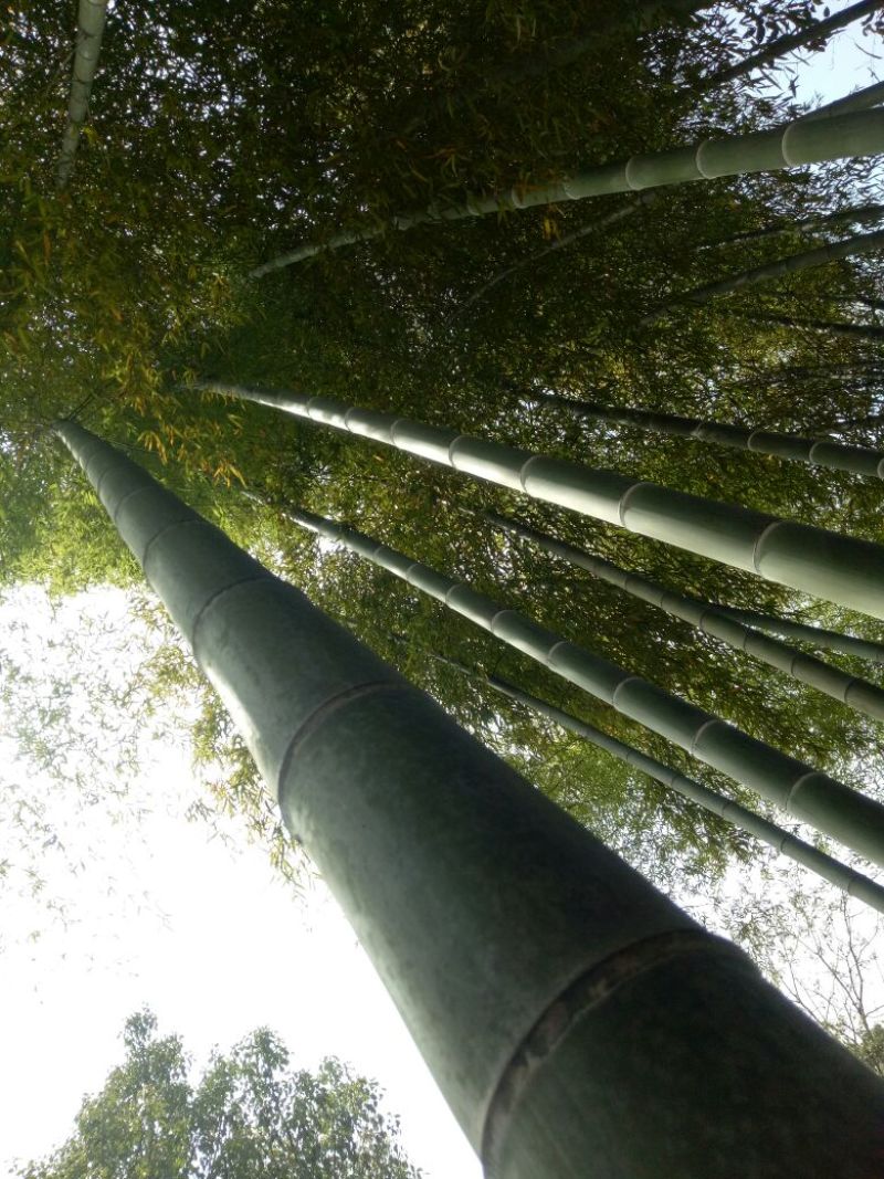 竹片