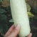 羊角蜜甜瓜0.5斤以上，脆甜爽口。支持一件代发