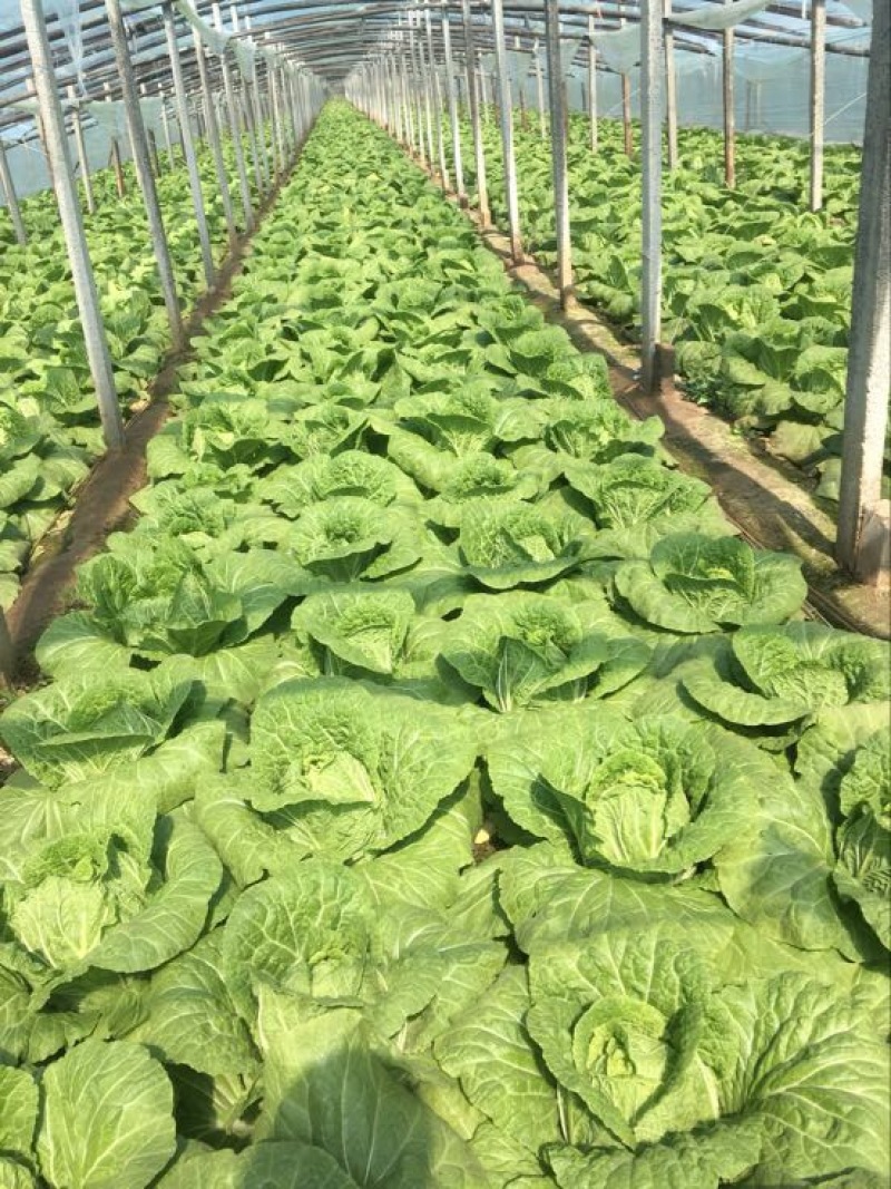 山东青州春季大白菜已经大量上市，欢迎前来选购