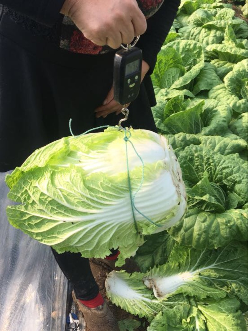 山东青州春季大白菜已经大量上市，欢迎前来选购