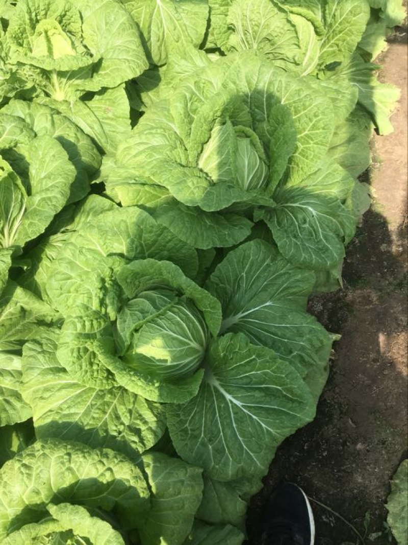山东青州春季大白菜已经大量上市，欢迎前来选购