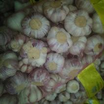 紫皮蒜6cm~6.5cm鲜蒜