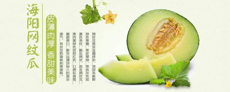 网纹瓜两箱起售